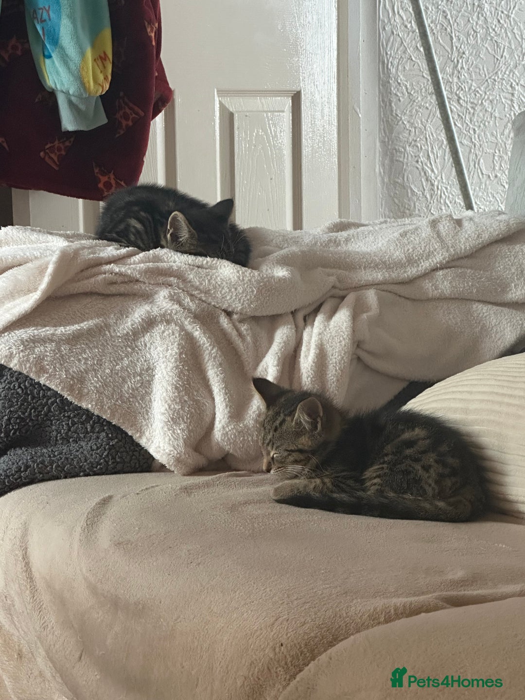 Mixed Breed cats for sale: Mixed breed kittens  - Image 10