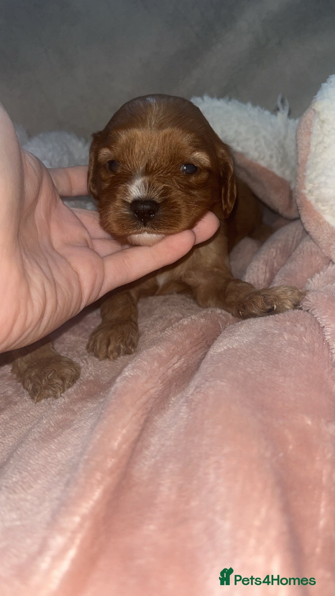 Cavapoo dogs for sale: F1 Cavapoos  - Image 10