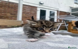 Mixed Breed cats for sale: Fluffy mixed tabby kittens  - Image 19