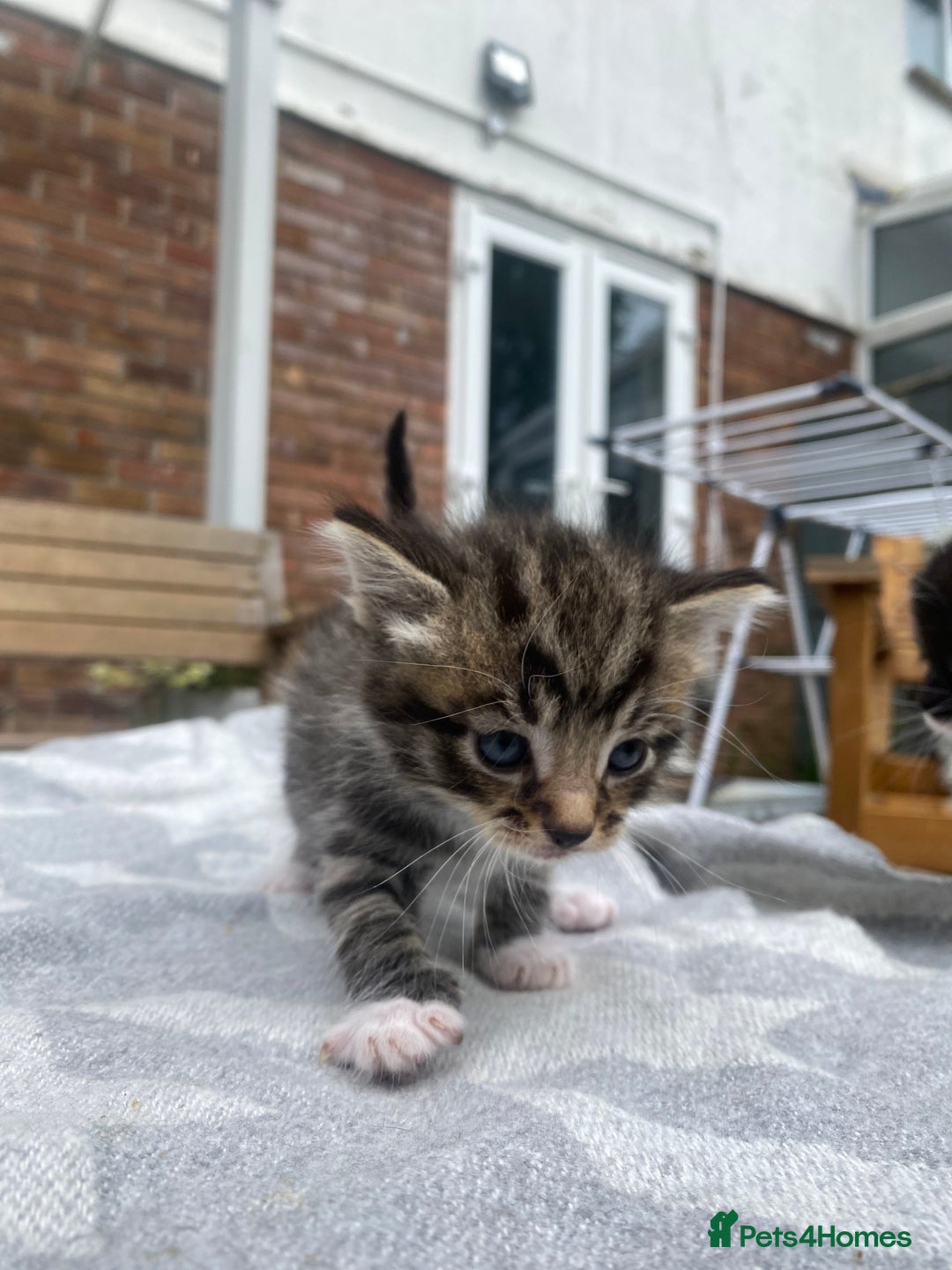 Mixed Breed cats for sale: Fluffy mixed tabby kittens  - Image 19