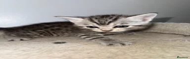 Brown tabby male