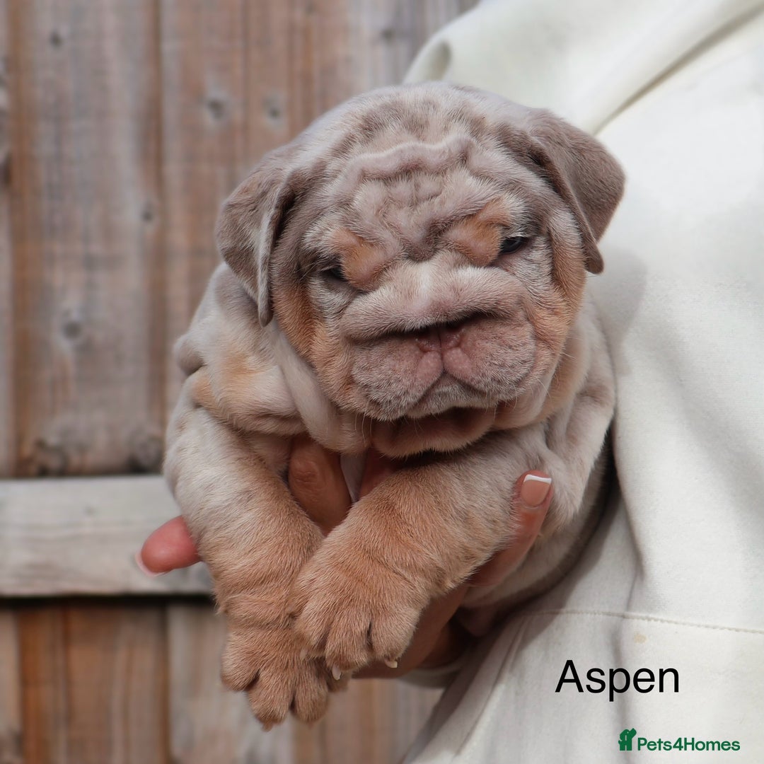 English Bulldog dogs for sale: Outstanding English bulldog puppies - Image 6
