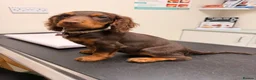 Cocker Spaniel dogs for sale: Chocolate and tan cocker spaniel 15weeks old  - Advert 4