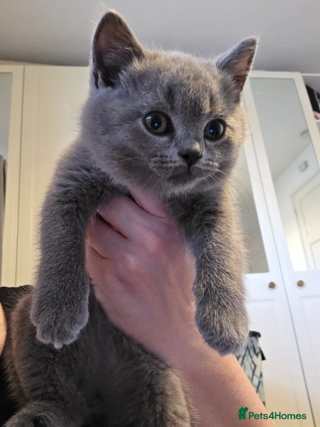 British Shorthair cats for sale: 🐱BRITISH SHORTHAIR🐱 - Advert 21