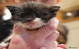 Mixed Breed cats for sale: 4 male kittens remaining, ready 25th October - Image 6