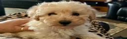 Toy Poodle dogs for sale: Stunning Toy Poodle Puppies - Advert 5