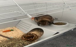 Mini Lop rabbits for sale: Mini lop rabbit - Image 5