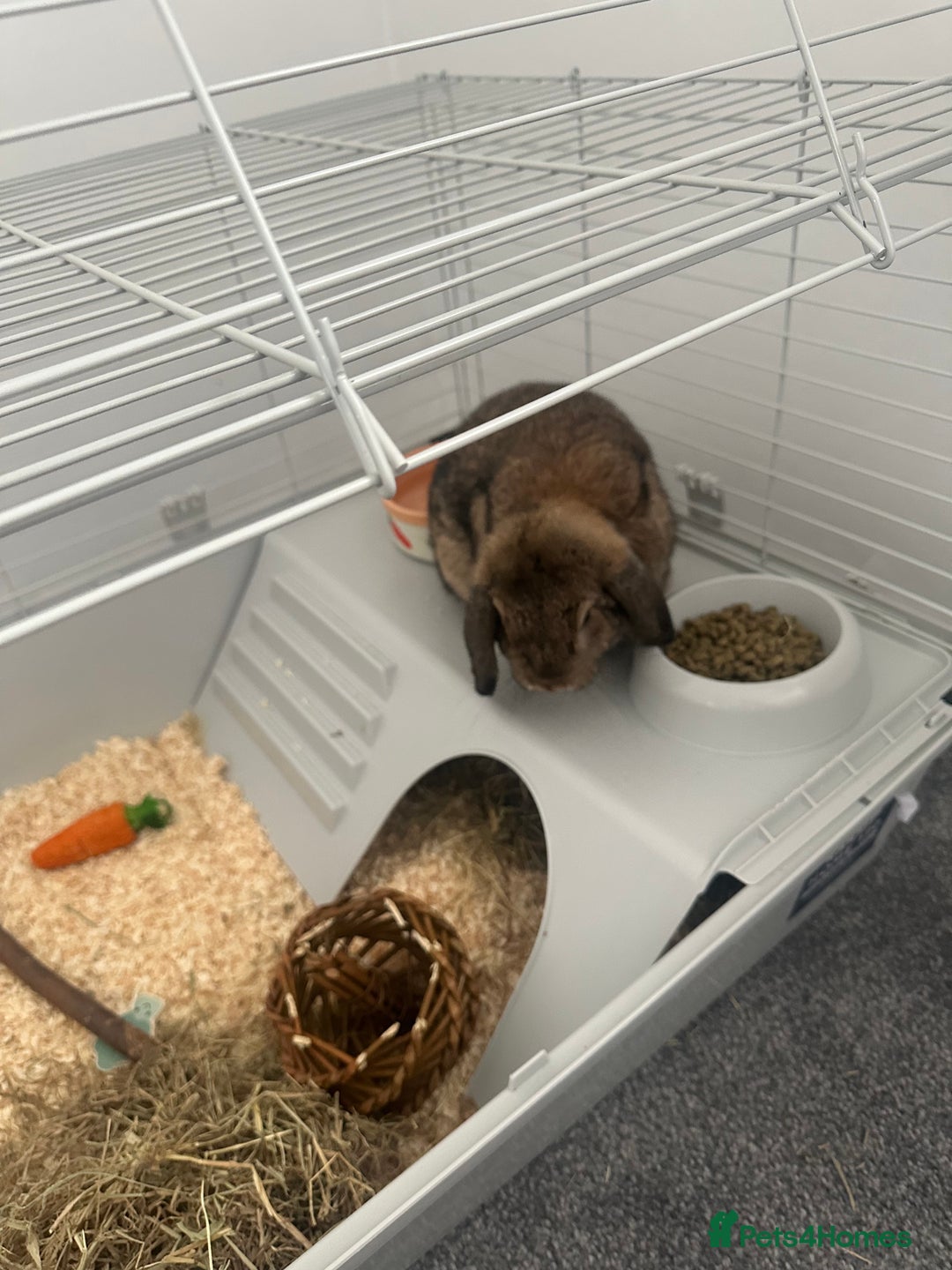 Mini Lop rabbits for sale: Mini lop rabbit - Image 5