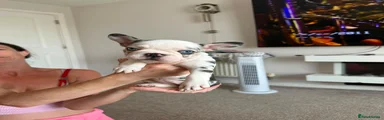 French Bulldog 2