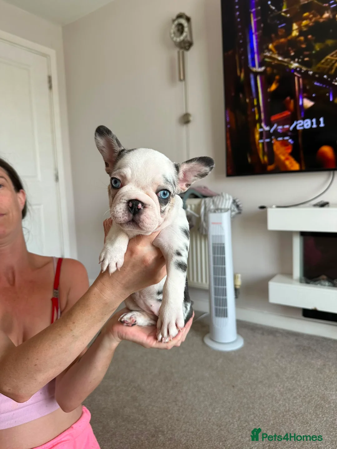 French Bulldog dogs for sale: French bulldogs  - Advert 28