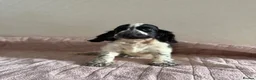 Cocker Spaniel dogs for sale: KC Ticked Show type cocker Spaniel READY NOW  - Advert 2