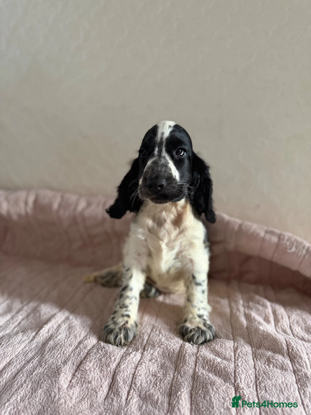 Cocker Spaniel dogs for sale: KC Ticked Show type cocker Spaniel READY NOW  - Advert 2