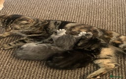 Mixed Breed cats for sale: Silver tabby  - Image 5