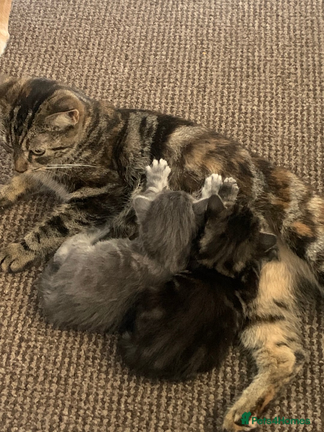 Mixed Breed cats for sale: Silver tabby  - Image 5