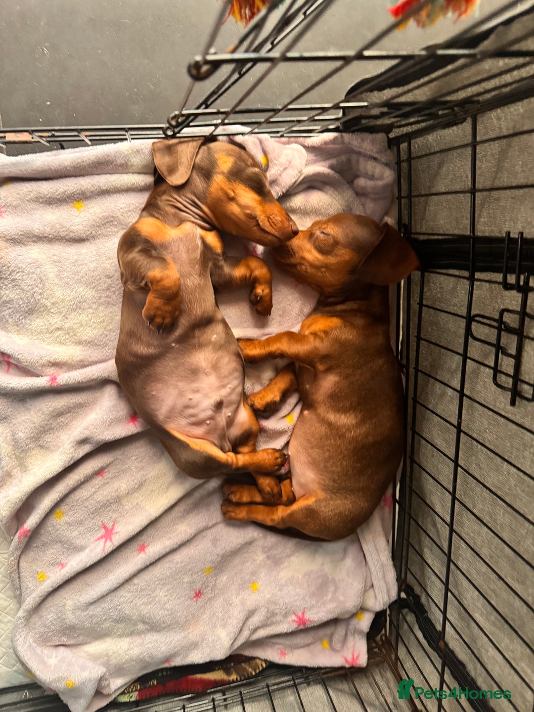 Miniature Dachshund dogs for sale: BEAUTIFUL MINI DACHSHUND PUPPIES READY NOW - Image 14