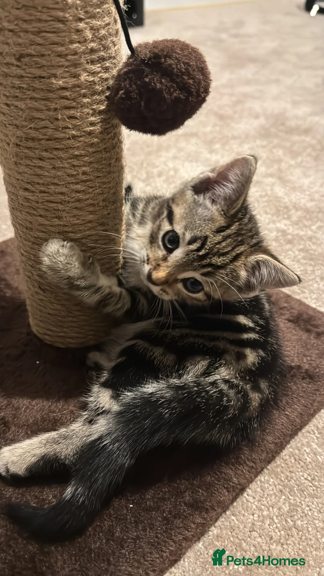 Domestic Shorthair cats for sale: Looking for a loving home - Advert 7