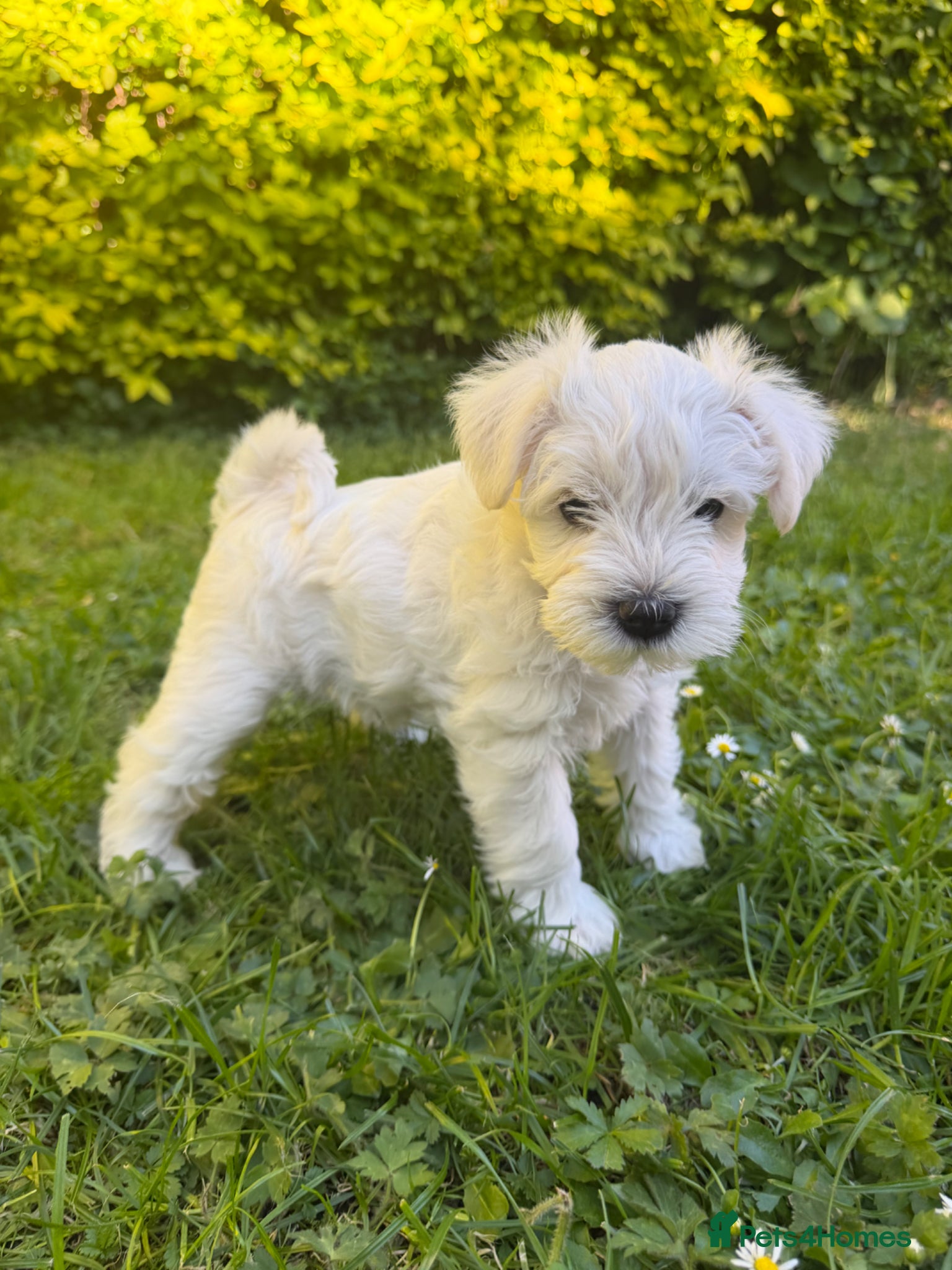 Miniature Schnauzer dogs for sale: Available: 🐾 3 Girls 🐾 2 Boys - Advert 6