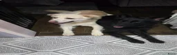 German Shepherd dogs for sale: This is a presale post for now  - Advert 38