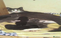 Mixed Breed cats for sale: Kittens - Image 7
