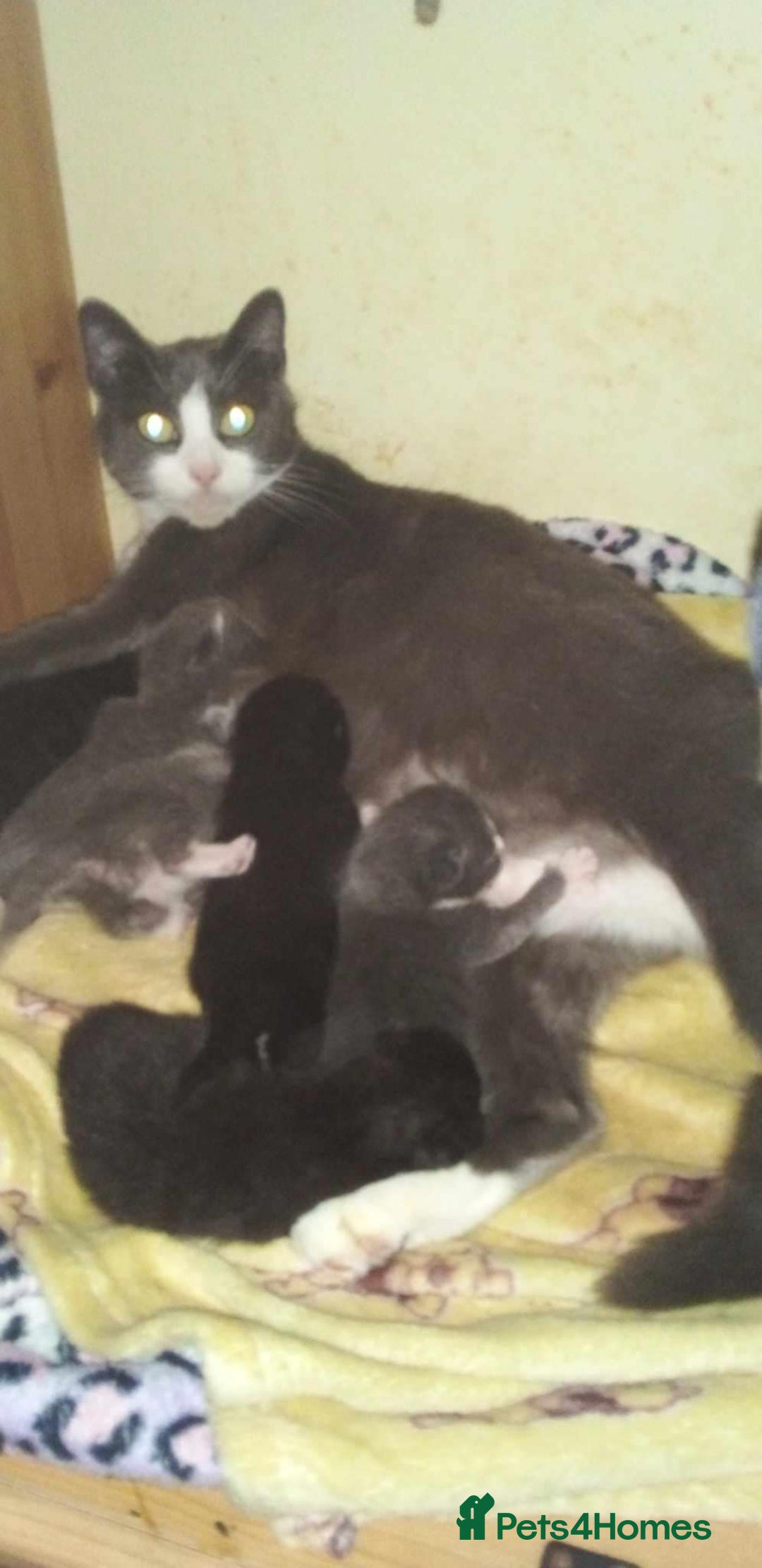 Mixed Breed cats for sale: Kittens - Image 7