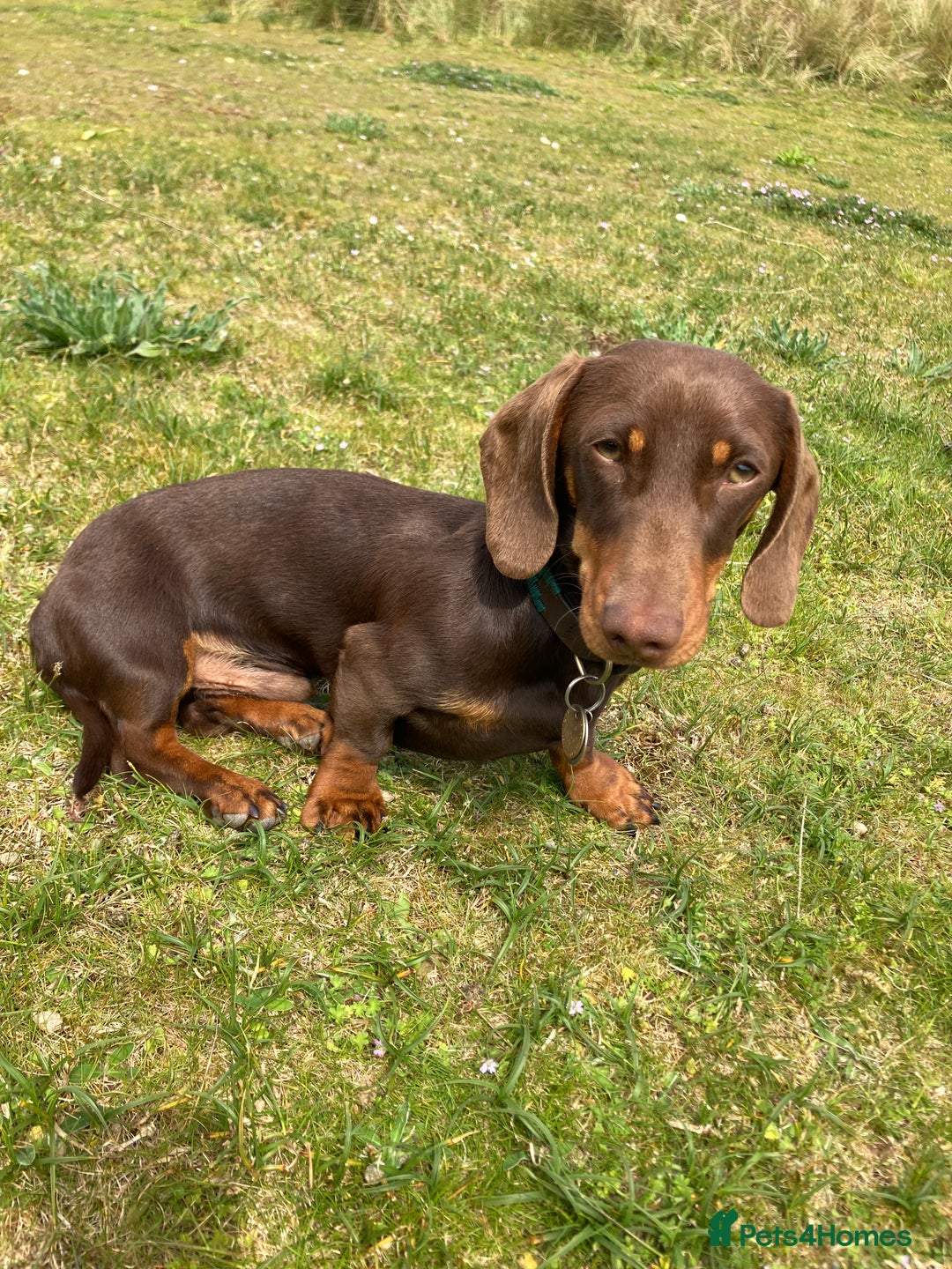 Miniature Dachshund dogs for stud: Miniature smooth haired dachshund - Advert 8