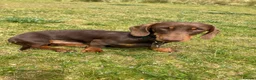 Miniature Dachshund dogs for stud: Miniature smooth haired dachshund - Advert 8
