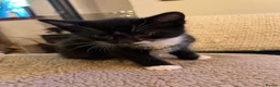 Mixed Breed cats for sale: 2 Tuxedo Tabby Boys in Shifnal - Advert 13