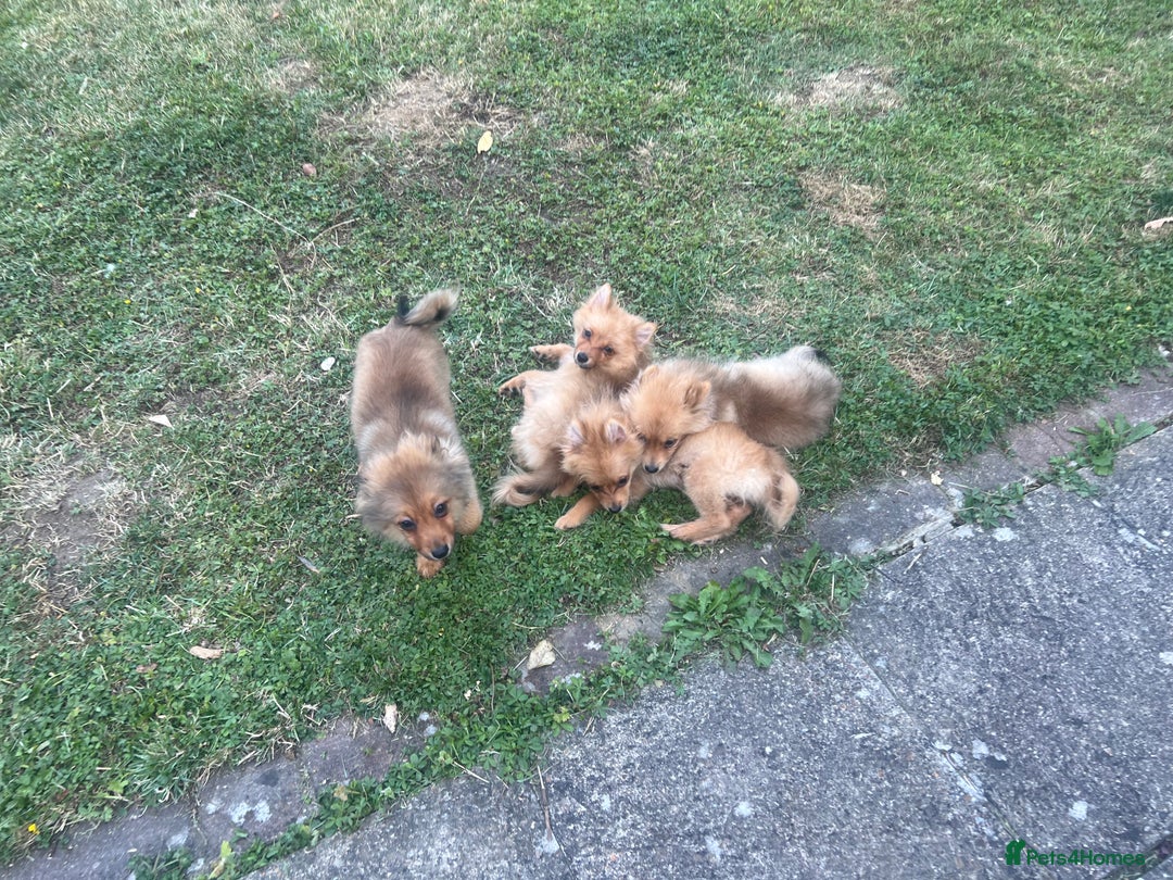 German Spitz dogs for sale: 4x Beautiful German Spitz Pomeranian Puppies  - Image 7