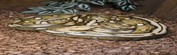 Python Snake reptiles for sale: Female Motley Tiger python - Advert 3