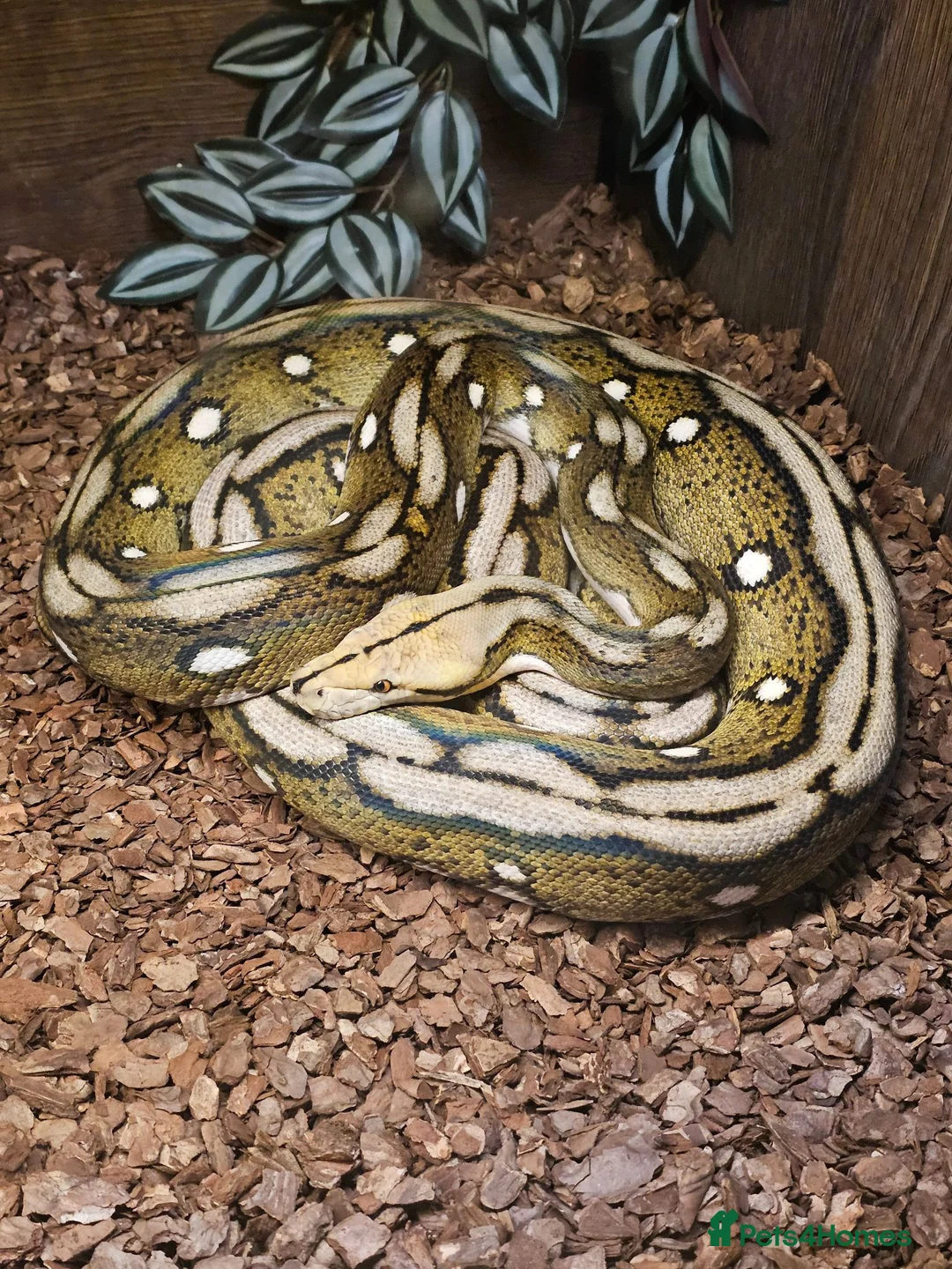 Python Snake reptiles for sale: Female Motley Tiger python - Advert 3