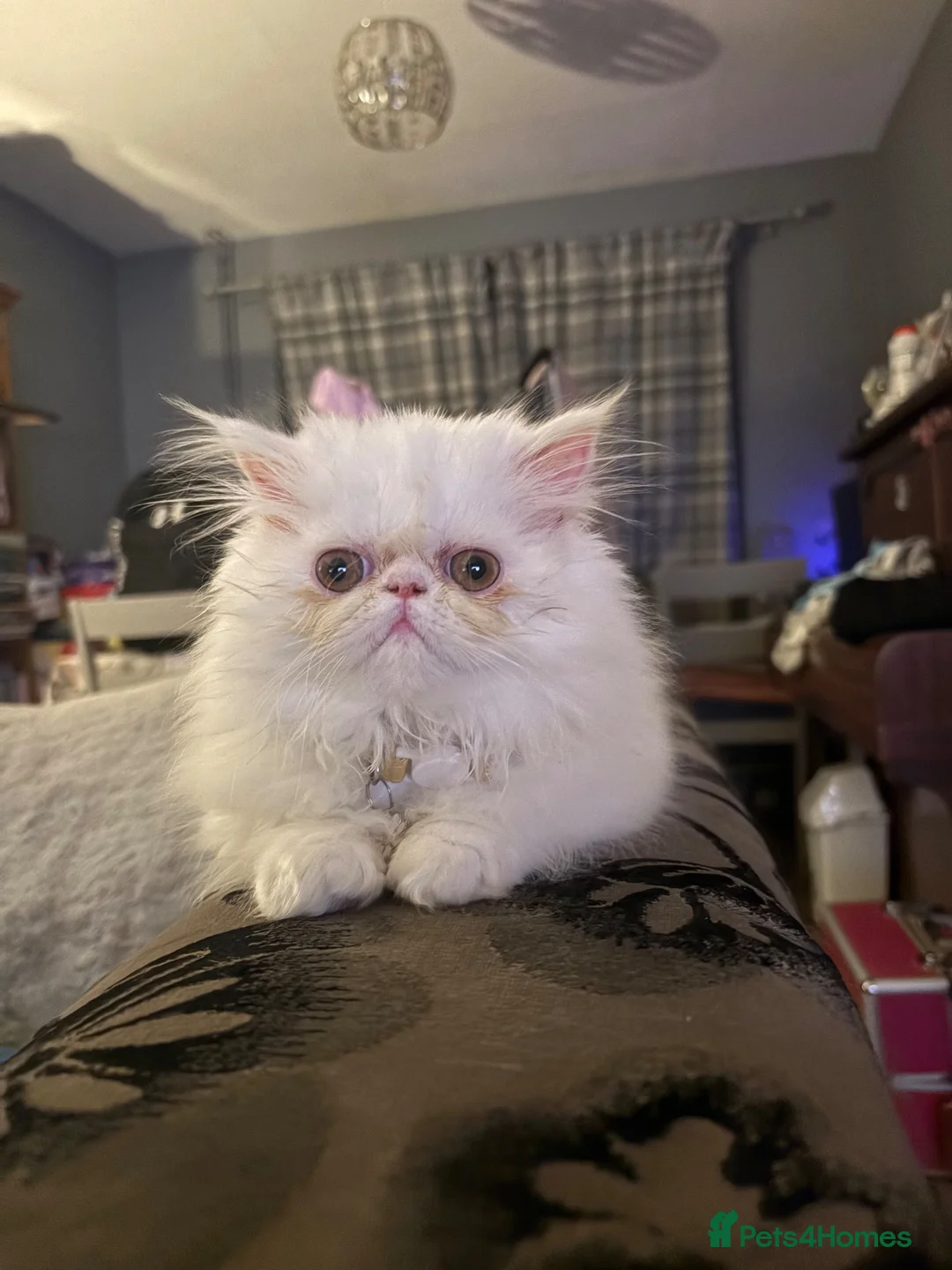 Persian cats for sale: Beautiful 10 month old white Persian female   - Advert 6