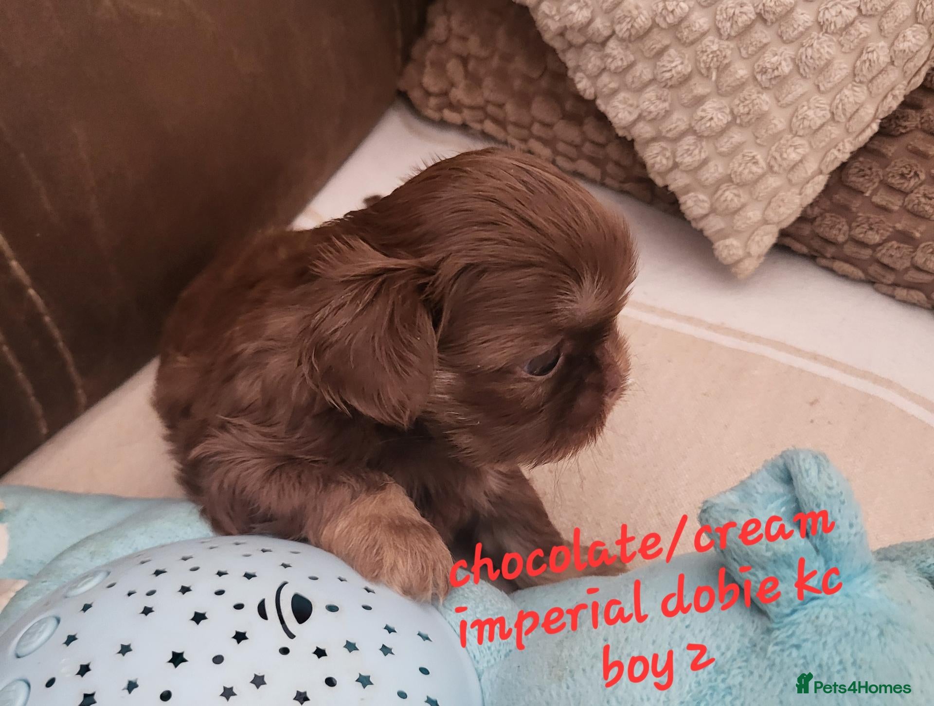 Shih Tzu dogs Quality dobie kc Imperial shih tzu  - Advert 14