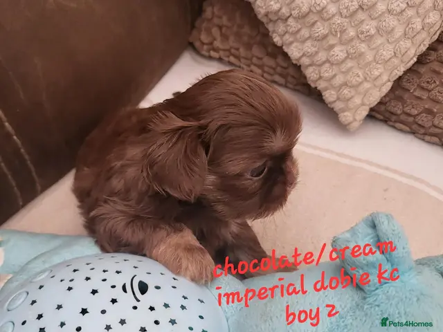 Shih Tzu dogs Quality dobie kc Imperial shih tzu - Advert 2