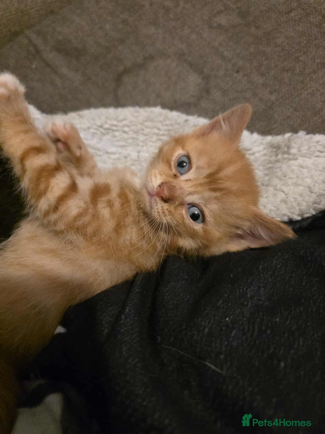 Mixed Breed cats for sale: 2 Ginger Kitties - Image 3