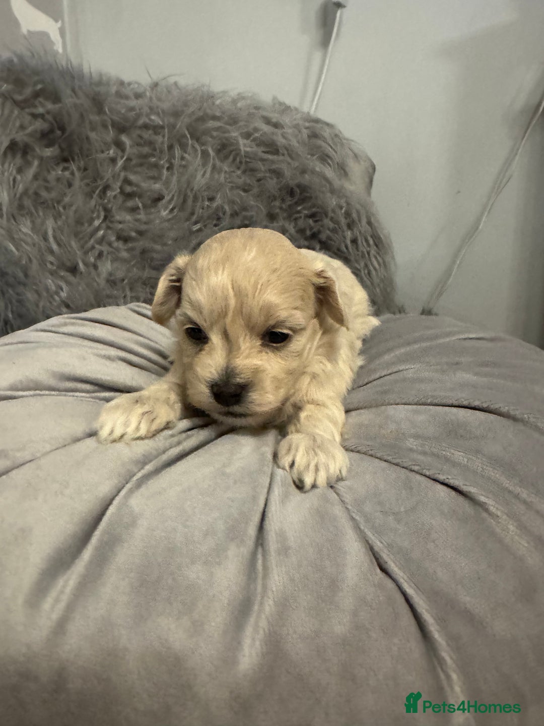 Maltipoo dogs for sale: Teddy bear maltipoo puppies  - Advert 8