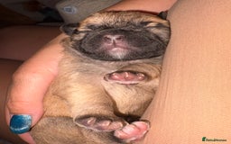 Mixed Breed dogs for sale: Fluffy frenchies  - Image 11