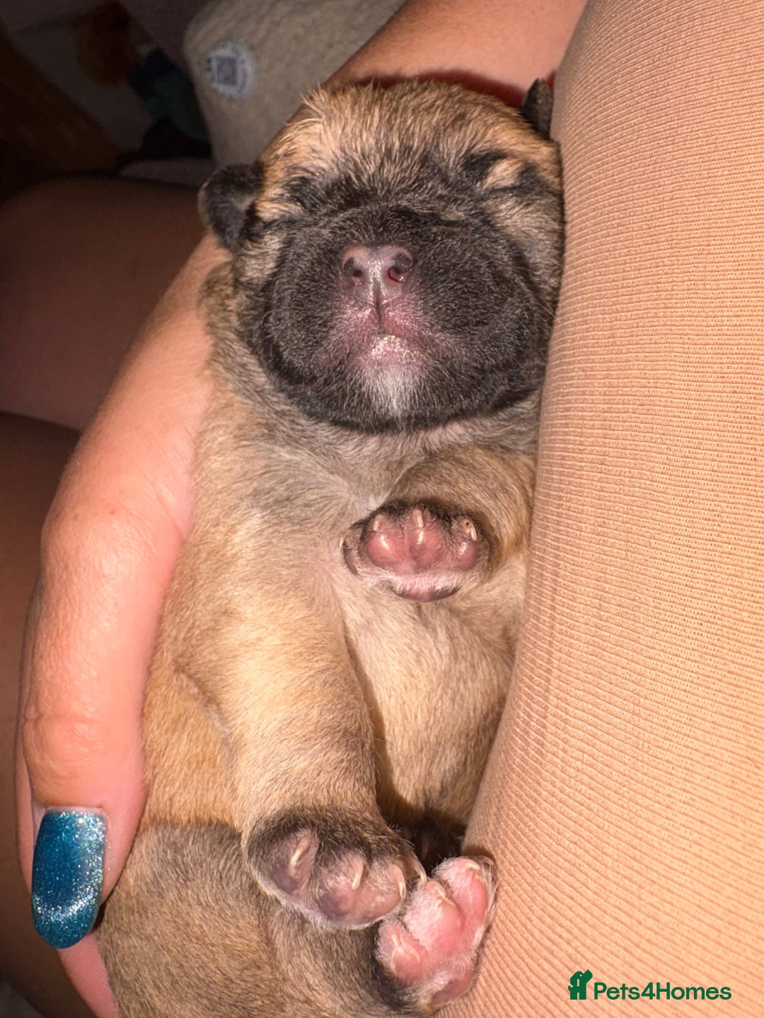 Mixed Breed dogs for sale: Fluffy frenchies  - Image 11