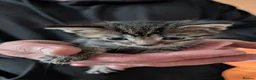 Maine Coon cats for sale: Beautiful Maine Coon/Bengal kittens in Wellingborough - Advert 17