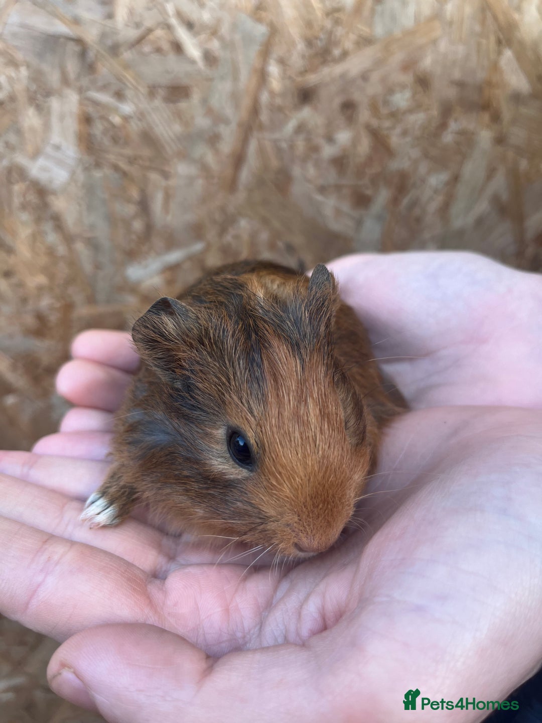 Guinea Pig rodents for sale: Guinea pigs for sale - Advert 7