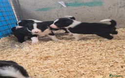 Border Collie dogs for sale: ISDS Registered Border Collie Puppies - Image 4