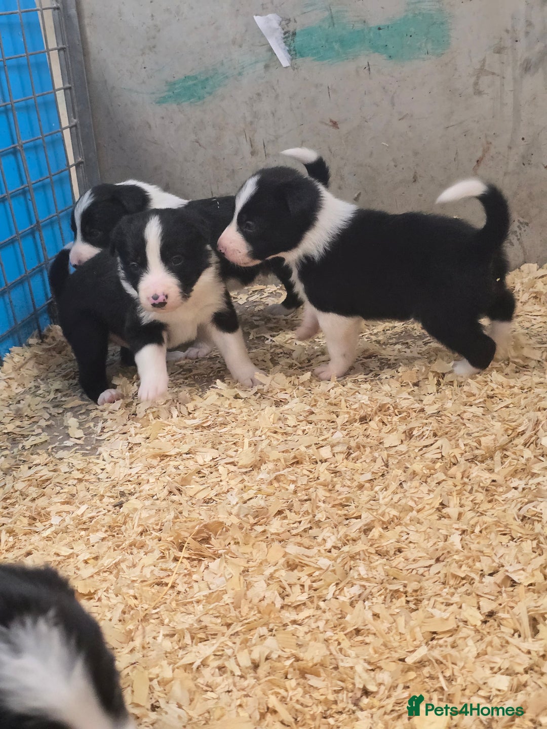 Border Collie dogs for sale: ISDS Registered Border Collie Puppies - Image 4
