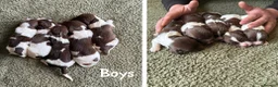 English Springer Spaniel dogs for sale: 🐶KC REG SPRINGER SPANIEL PUPPIES READY 3rd JULY🐶 - Advert 2