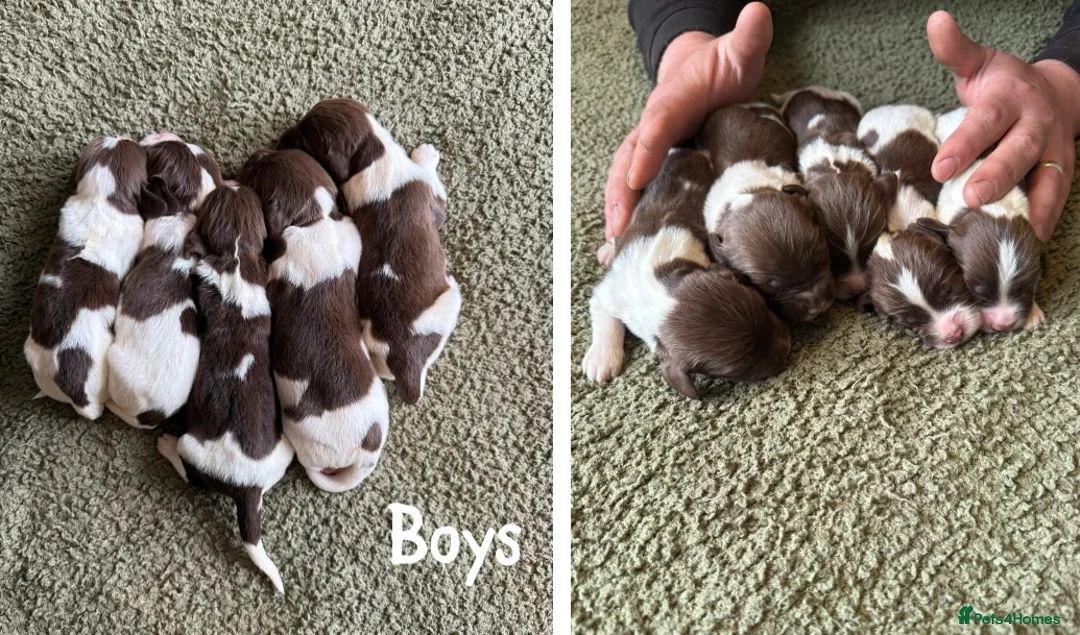 English Springer Spaniel dogs for sale: 🐶KC REG SPRINGER SPANIEL PUPPIES READY 3rd JULY🐶 - Advert 2
