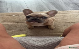 French Bulldog dogs for sale: 2 French bulldog  - Advert 5