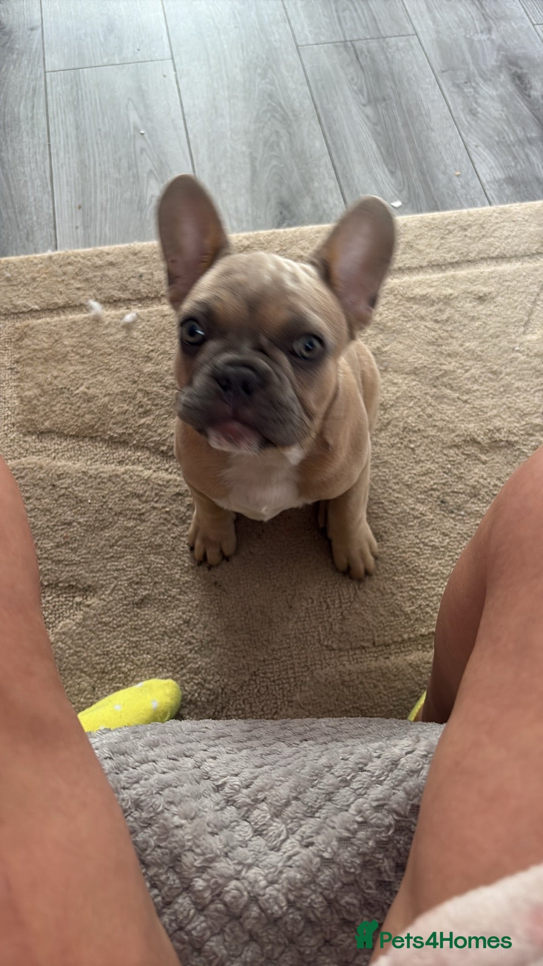 French Bulldog dogs for sale: 2 French bulldog  - Advert 5