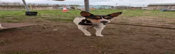 Mixed Breed dogs for sale: Jack Russell cross collies  - Advert 8