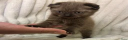 Mixed Breed cats for sale: ❤️Cute chocolate BSH x Scottish Fold❤️ - Advert 5