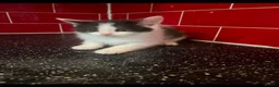 Mixed Breed cats for sale: 3 kittens left in Havant - Advert 9