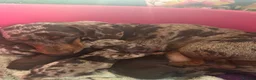 Miniature Dachshund dogs for sale: Funny happy miniature dachshund puppies - Advert 19