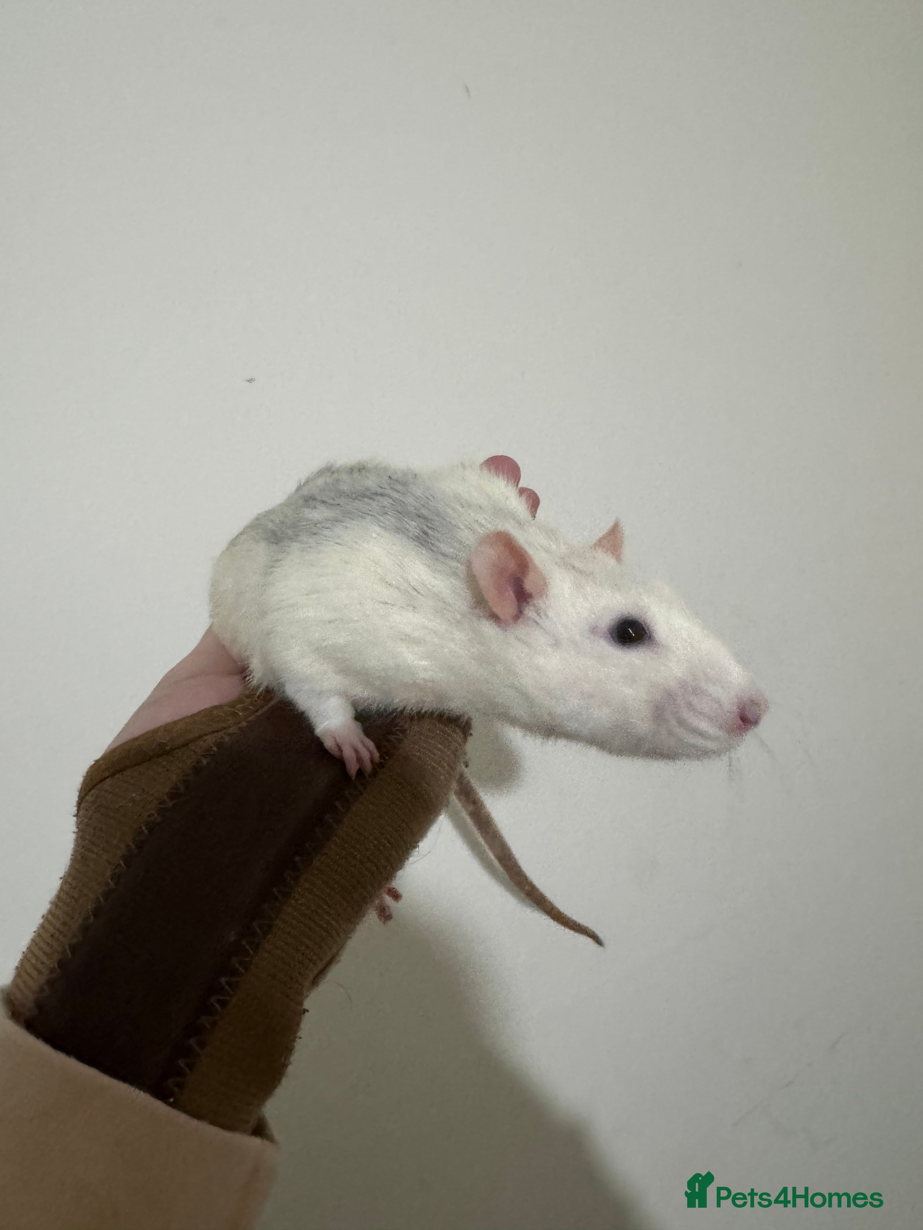 Rat rodents Stardust  - Advert 2